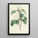 Elección de las flores más bellas pl 017 - Pierre Joseph Redouté — cuadro enmarcado en la pared