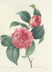 Elección de las flores más bellas pl 018 - Pierre Joseph Redouté — vista de la obra