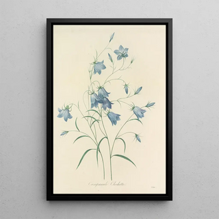 Pierre Joseph Redout - Choix des plus belles fleurs pl 020.webp