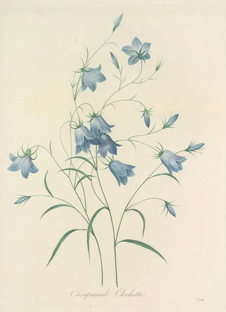 Pierre Joseph Redout - Choix des plus belles fleurs pl 020.webp