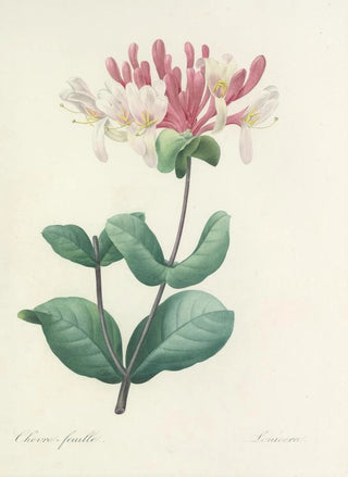 Pierre Joseph Redout - Choix des plus belles fleurs pl 023.webp