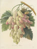 Elección de las flores más bellas pl 027 - Pierre-Joseph Redouté — vista de la obra