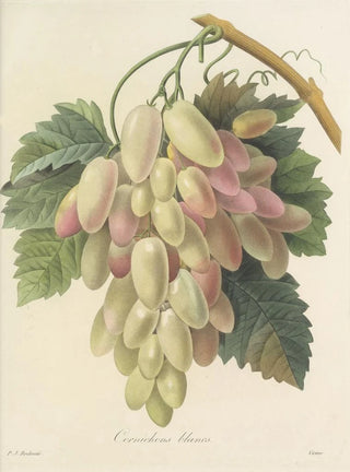 Pierre Joseph Redout - Choix des plus belles fleurs pl 027.webp