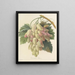 Elección de las flores más bellas pl 027 - Pierre-Joseph Redouté — cuadro enmarcado en la pared