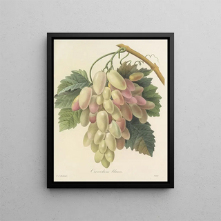 Pierre Joseph Redout - Choix des plus belles fleurs pl 027.webp