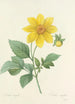 Elección de las flores más bellas pl 031 - Pierre Joseph Redouté — vista de la obra