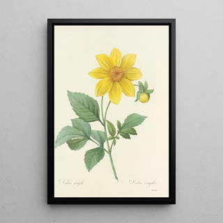 Pierre Joseph Redout - Choix des plus belles fleurs pl 031.webp