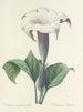 Elección de las flores más bellas pl 033 - Pierre-Joseph Redouté — vista de la obra