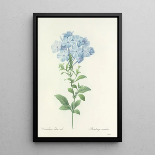 Pierre Joseph Redout - Choix des plus belles fleurs pl 034.webp