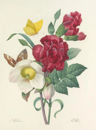 Pierre Joseph Redout - Choix des plus belles fleurs pl 037.webp