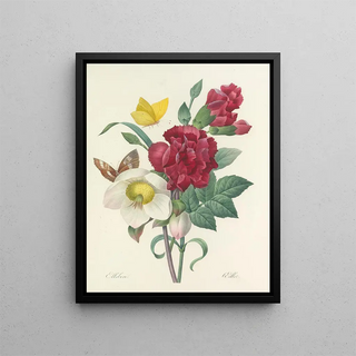 Pierre Joseph Redout - Choix des plus belles fleurs pl 037.webp