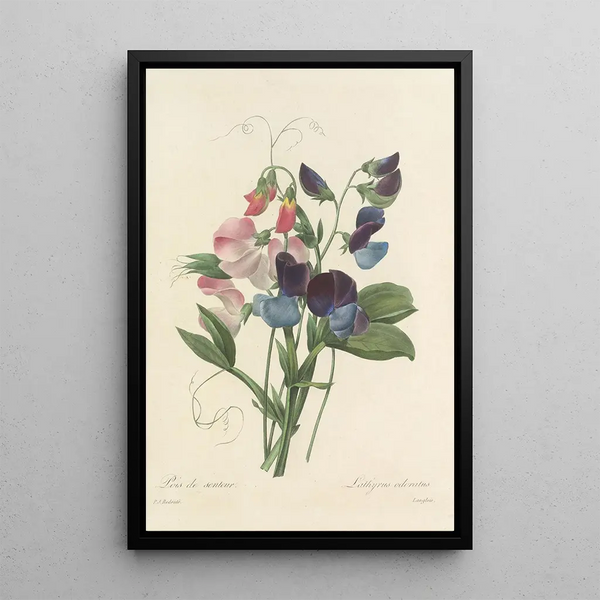 Choice of the Most Beautiful Flowers pl 039 - Pierre Joseph Redouté — framed artwork on a wall