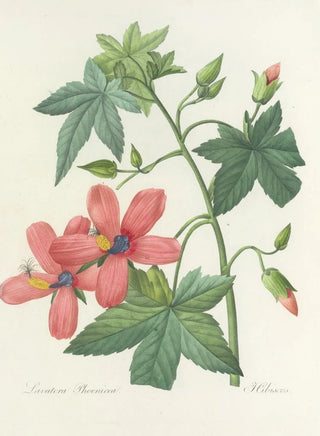 Pierre Joseph Redout - Choix des plus belles fleurs pl 041.webp