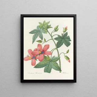 Pierre Joseph Redout - Choix des plus belles fleurs pl 041.webp