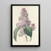 Selección de las flores más bellas pl 042 - Pierre Joseph Redouté — cuadro enmarcado en la pared