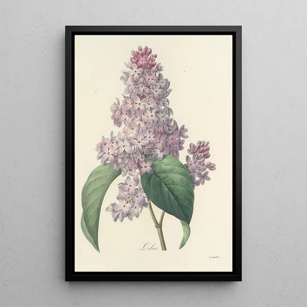 Choice of the Most Beautiful Flowers pl 042 - Pierre Joseph Redouté — framed artwork on a wall