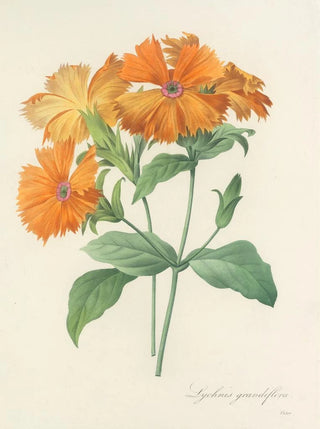 Pierre Joseph Redout - Choix des plus belles fleurs pl 044.webp