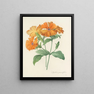 Pierre Joseph Redout - Choix des plus belles fleurs pl 044.webp