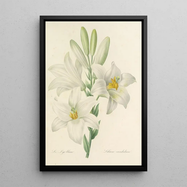 Choice of the Most Beautiful Flowers pl 045 - Pierre Joseph Redouté — framed artwork on a wall