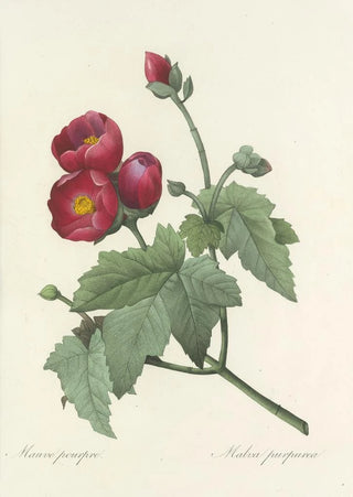 Pierre Joseph Redout - Choix des plus belles fleurs pl 047.webp