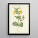 Elección de las flores más bellas pl 048 - Pierre Joseph Redouté — cuadro enmarcado en la pared