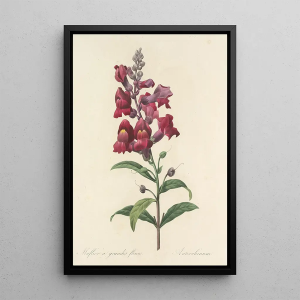 Choice of the Most Beautiful Flowers pl 049 - Pierre Joseph Redouté — framed artwork on a wall