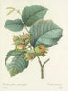 Elección de las flores más bellas pl 054 - Pierre-Joseph Redouté — vista de la obra