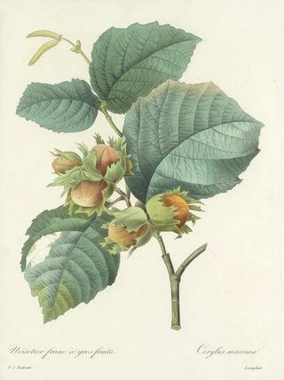 Pierre Joseph Redout - Choix des plus belles fleurs pl 054.webp