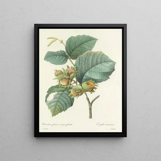 Pierre Joseph Redout - Choix des plus belles fleurs pl 054.webp