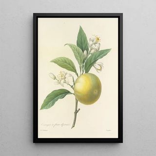 Pierre Joseph Redout - Choix des plus belles fleurs pl 058.webp