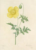 Elección de las flores más bellas pl 060 - Pierre Joseph Redouté — vista de la obra
