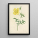 Elección de las flores más bellas pl 060 - Pierre Joseph Redouté — cuadro enmarcado en la pared