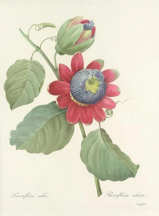Pierre Joseph Redout - Choix des plus belles fleurs pl 061.webp