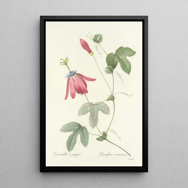 Choice of the Most Beautiful Flowers pl 062 - Pierre Joseph Redouté — framed artwork on a wall