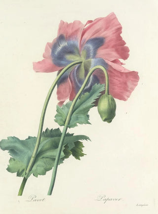 Pierre Joseph Redout - Choix des plus belles fleurs pl 063.webp
