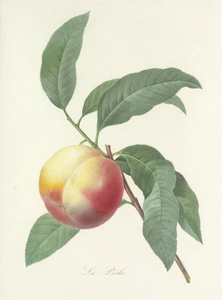 Pierre Joseph Redout - Choix des plus belles fleurs pl 064.webp