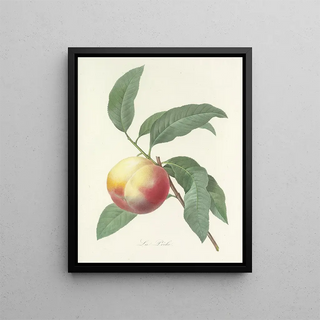 Pierre Joseph Redout - Choix des plus belles fleurs pl 064.webp