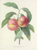Elección de las flores más bellas pl 065 - Pierre-Joseph Redouté — vista de la obra