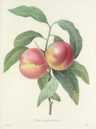 Pierre Joseph Redout - Choix des plus belles fleurs pl 065.webp