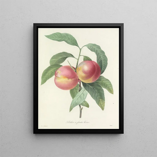 Pierre Joseph Redout - Choix des plus belles fleurs pl 065.webp