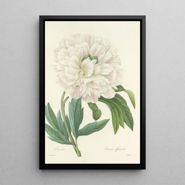 Choice of the Most Beautiful Flowers pl 072 - Pierre Joseph Redouté — framed artwork on a wall