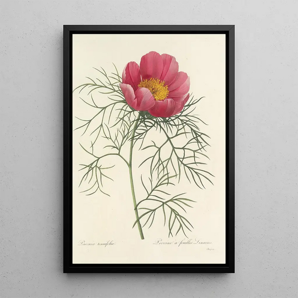Choice of the Most Beautiful Flowers pl 073 - Pierre Joseph Redouté — framed artwork on a wall