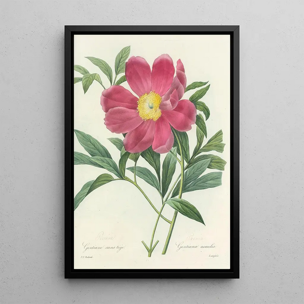 Choice of the Most Beautiful Flowers pl 075 - Pierre Joseph Redouté — framed artwork on a wall