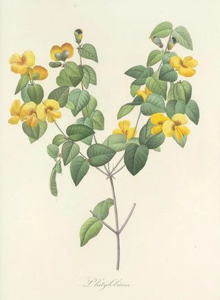 Pierre Joseph Redout - Choix des plus belles fleurs pl 076.webp