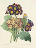 Choice of the most beautiful flowers pl 080 - Pierre-Joseph Redouté — artwork view