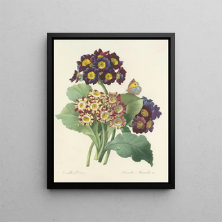 Pierre Joseph Redout - Choix des plus belles fleurs pl 080.webp