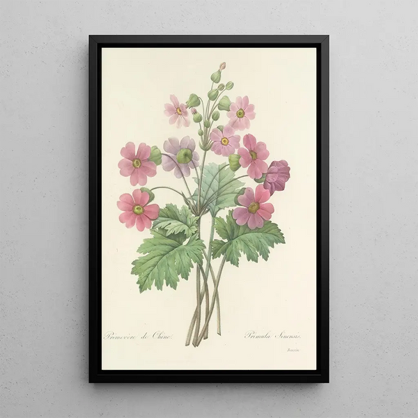 Choice of the Most Beautiful Flowers pl 081 - Pierre Joseph Redouté — framed artwork on a wall