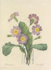 Elección de las flores más bellas pl 082 - Pierre-Joseph Redouté — vista de la obra