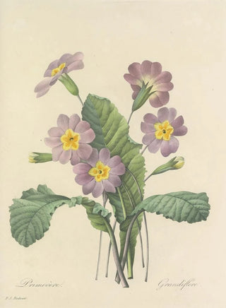 Pierre Joseph Redout - Choix des plus belles fleurs pl 082.webp