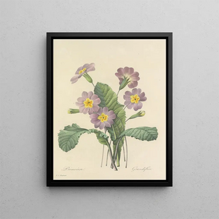 Pierre Joseph Redout - Choix des plus belles fleurs pl 082.webp
